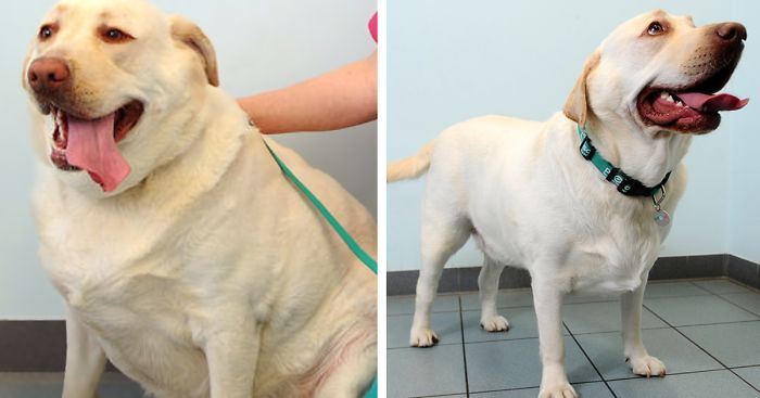 animales-obesos-perder-peso-pet-fit-club (13)