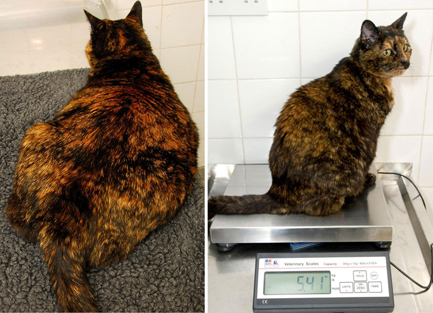 animales-obesos-perder-peso-pet-fit-club (2)
