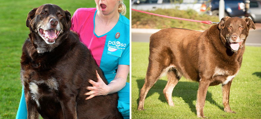 animales-obesos-perder-peso-pet-fit-club (6)