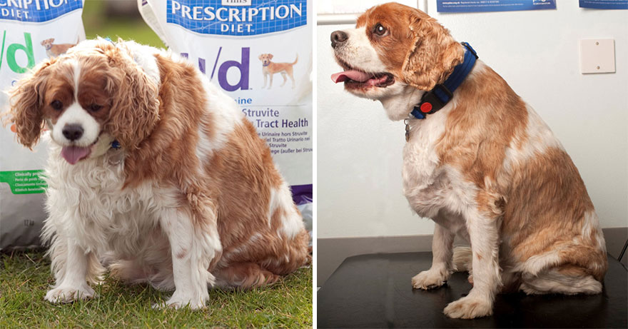 animales-obesos-perder-peso-pet-fit-club (9)
