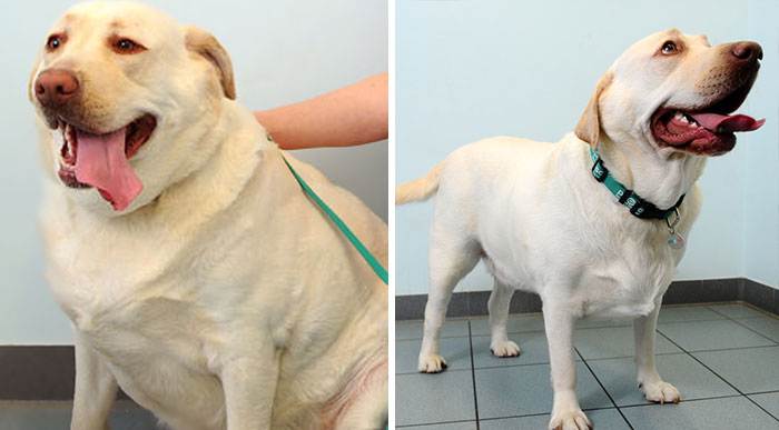 Este club de fitness para mascotas ayuda a los animales obesos a perder peso. ¡Observa sus asombrosas transformaciones!