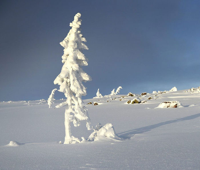 arbol-viejo-tjikko-picea-suecia (1)