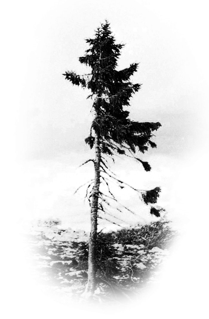 arbol-viejo-tjikko-picea-suecia (2)