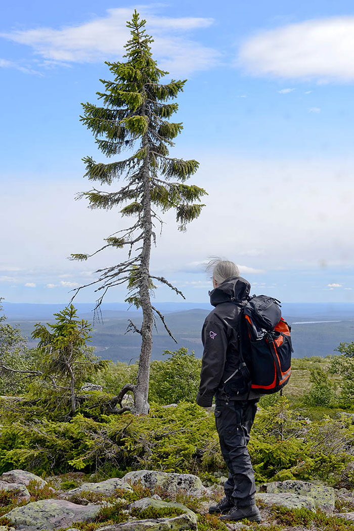 arbol-viejo-tjikko-picea-suecia (3)