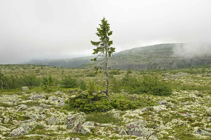 arbol-viejo-tjikko-picea-suecia (4)