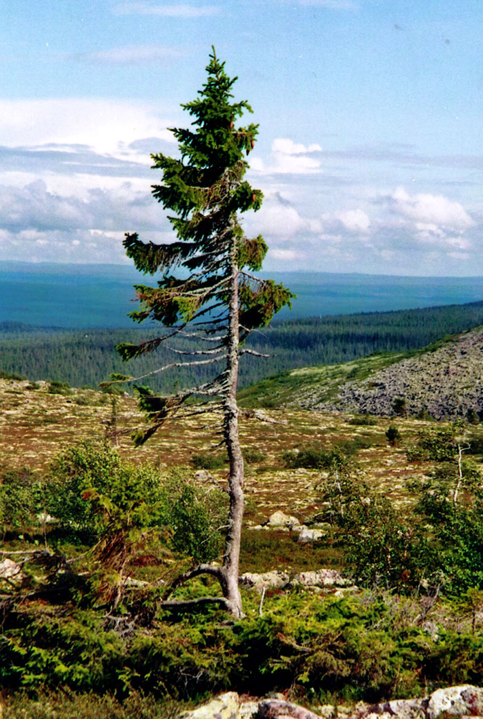 arbol-viejo-tjikko-picea-suecia (5)