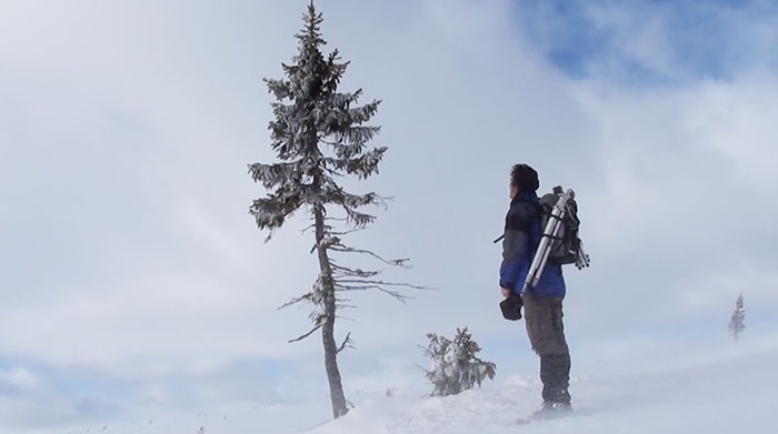 arbol-viejo-tjikko-picea-suecia (6)