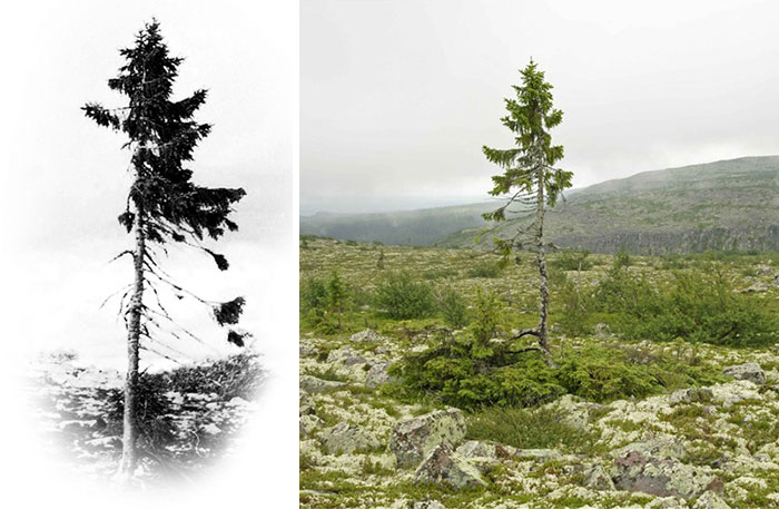 Este árbol de 9500 años encontrado en Suecia es el más viejo del mundo