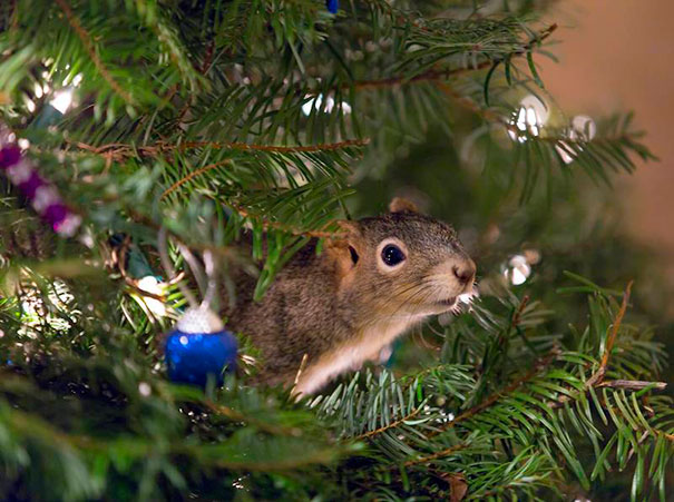 ardilla-mitten-rescatada-arbol-navidad (1)