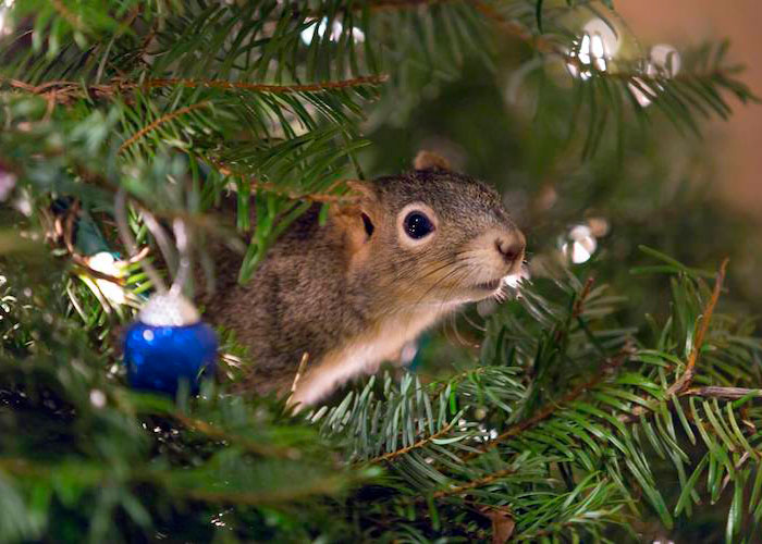 Esta pareja salvó a una ardilla y ahora vive en su árbol de Navidad