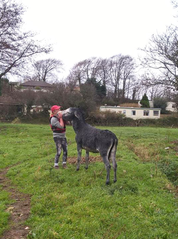 burro-rescatado-riada-sonrisa-irlanda (2)