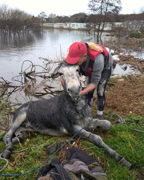 burro-rescatado-riada-sonrisa-irlanda (3)