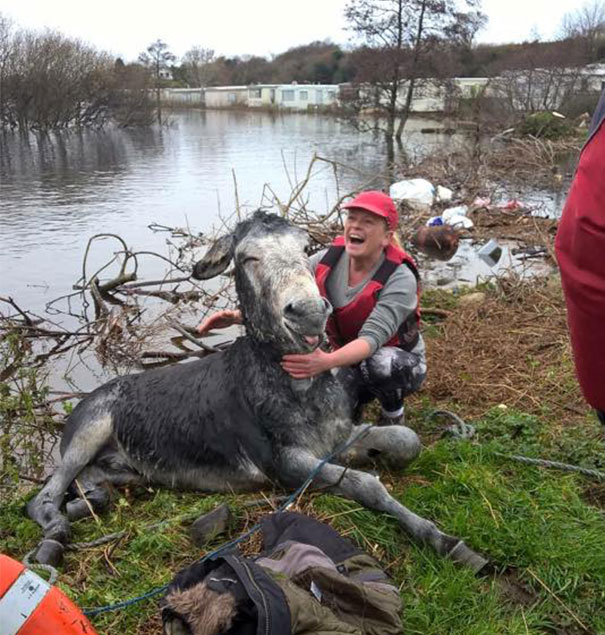 burro-rescatado-riada-sonrisa-irlanda (4)