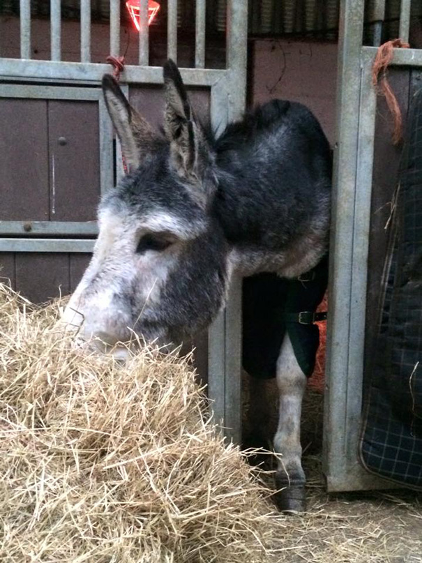 burro-rescatado-riada-sonrisa-irlanda (5)