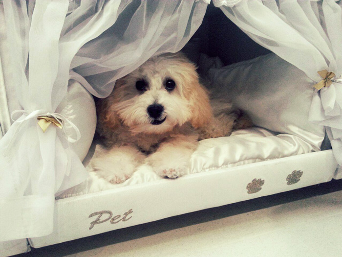 compartimento-mascotas-cama-colchao-inteligente-postural (1)
