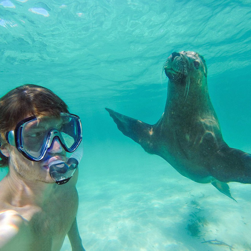 experto-selfies-animales-allan-dixon (4)
