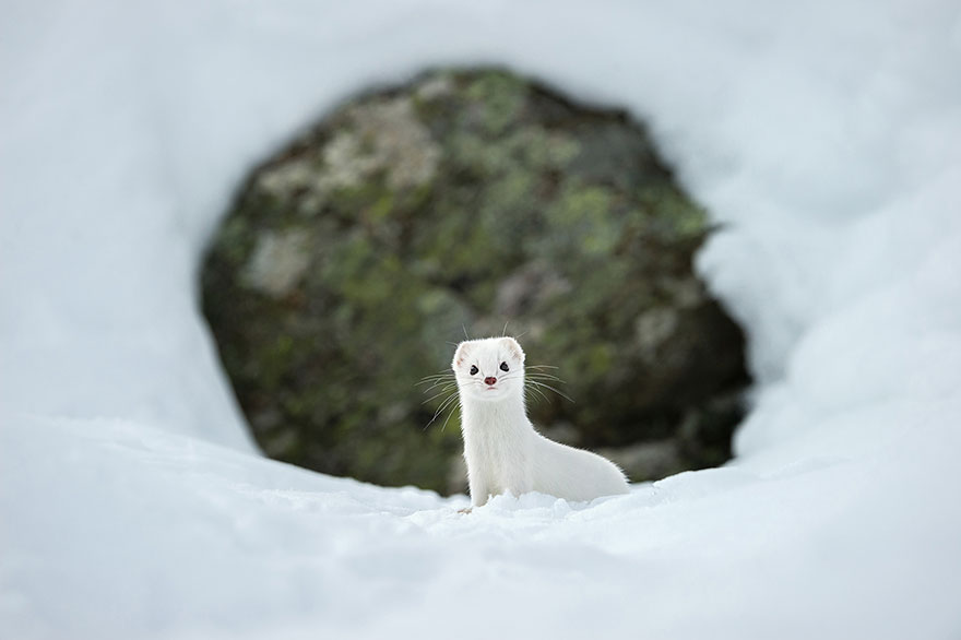 fotos-diarias-favoritas-2015-national-geographic (1)
