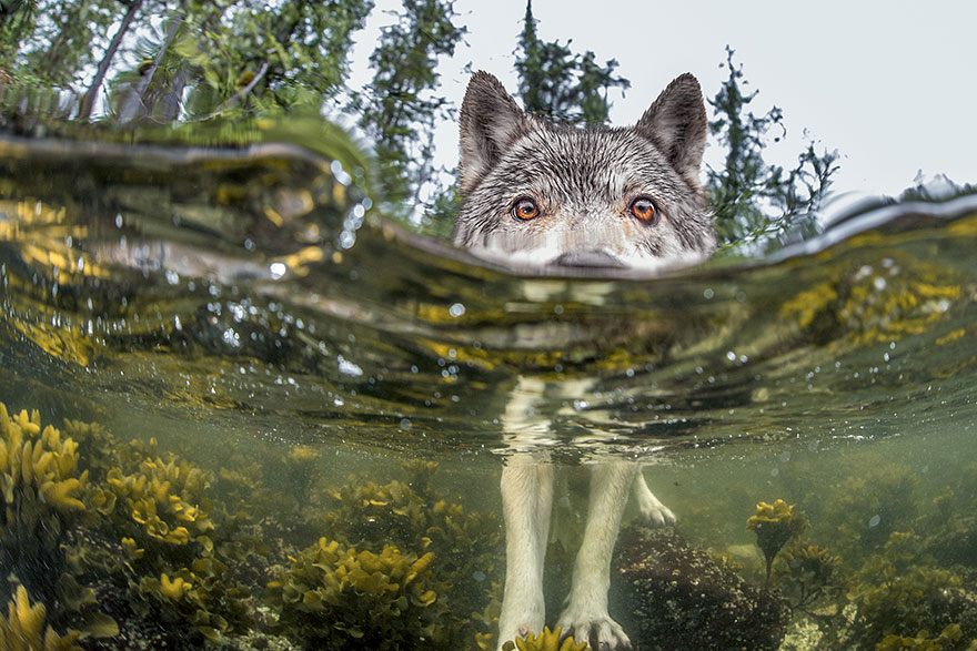 fotos-diarias-favoritas-2015-national-geographic (11)