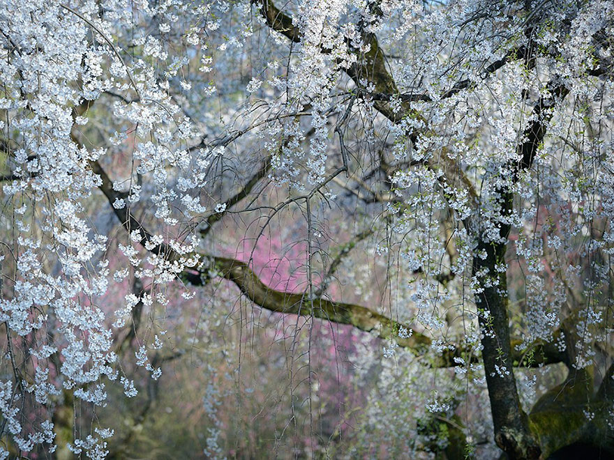 fotos-diarias-favoritas-2015-national-geographic (16)
