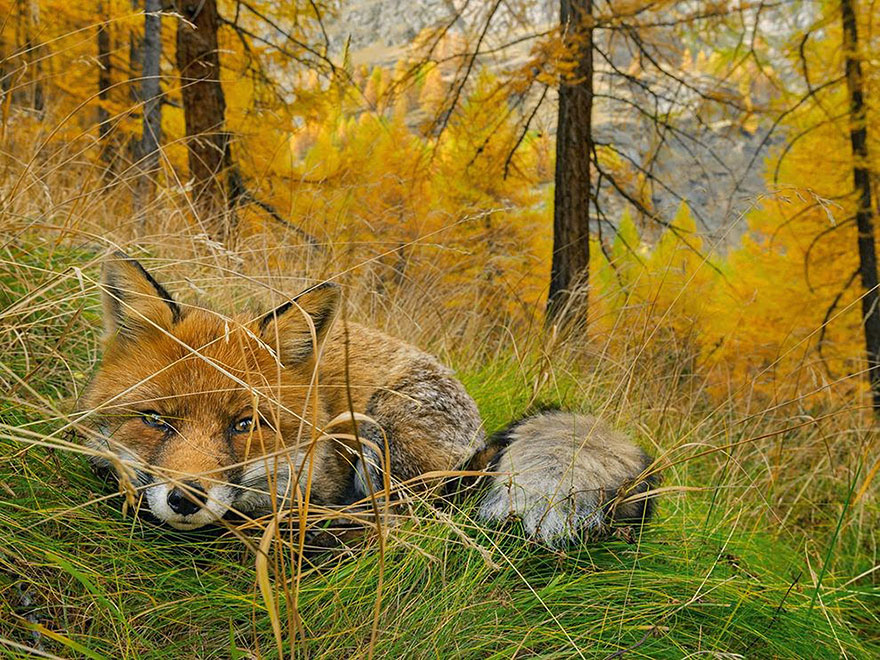 fotos-diarias-favoritas-2015-national-geographic (19)