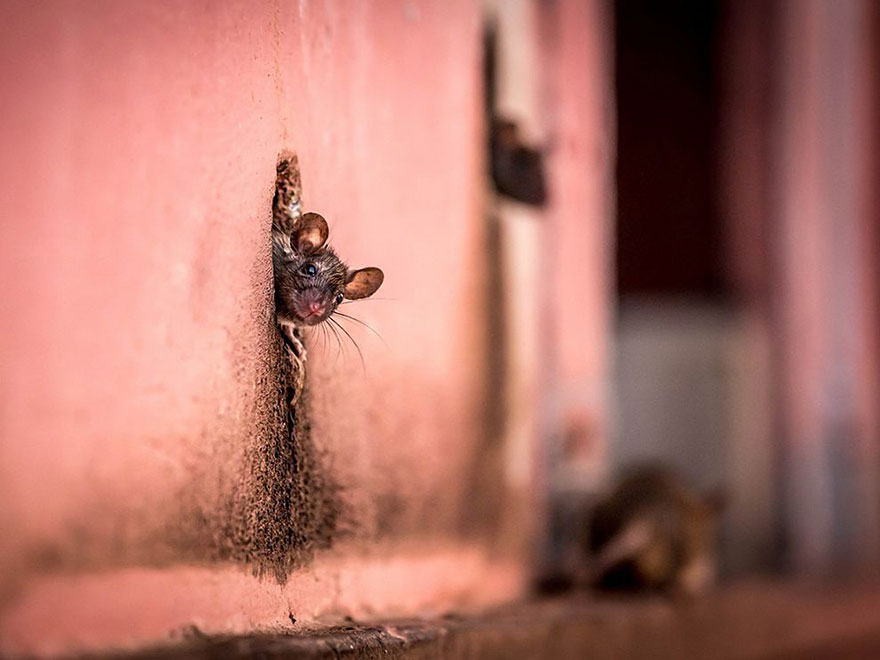 fotos-diarias-favoritas-2015-national-geographic (9)