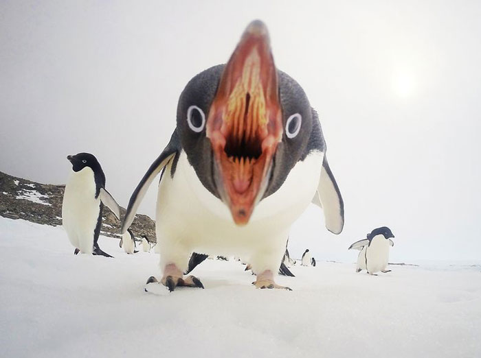 Las mejores fotos de National Geographic en 2015