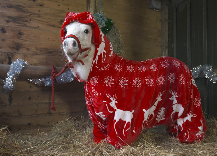 foursie-mono-festivo-pony-daffy (1)
