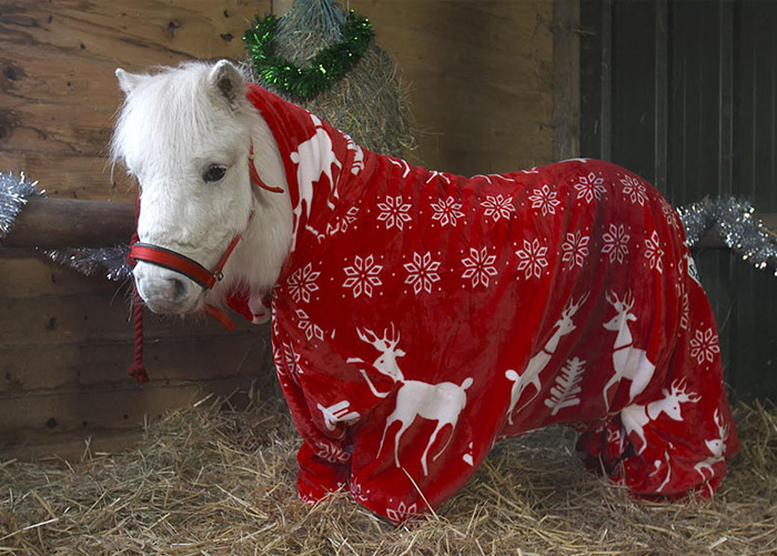 foursie-mono-festivo-pony-daffy (2)