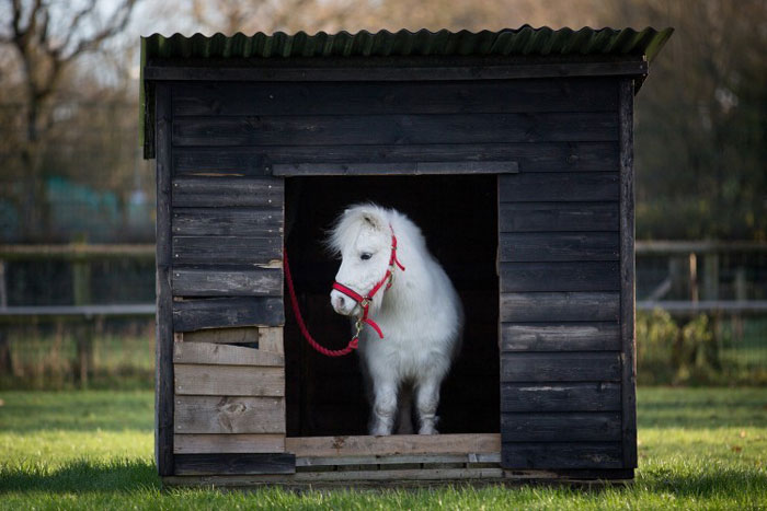 foursie-mono-festivo-pony-daffy (4)