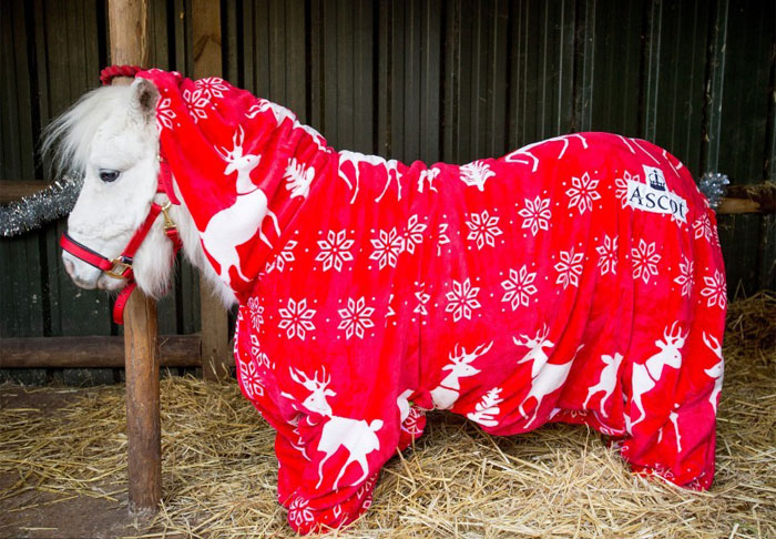 foursie-mono-festivo-pony-daffy (5)