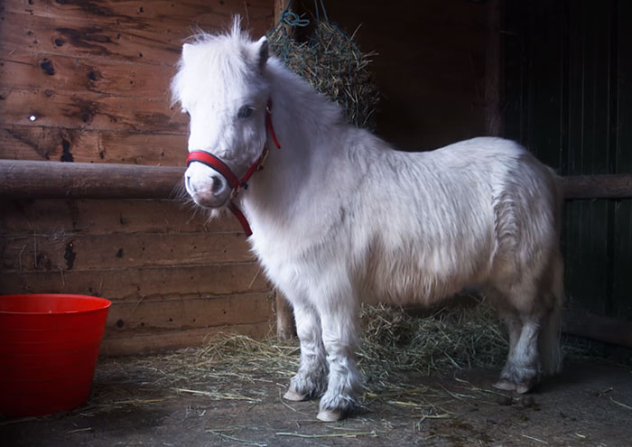 foursie-mono-festivo-pony-daffy (6)