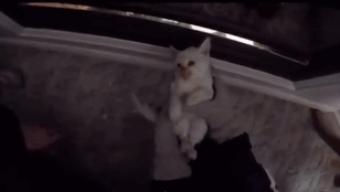 gatito-congelado-resucitado-adoptado-familia-bingham (2)