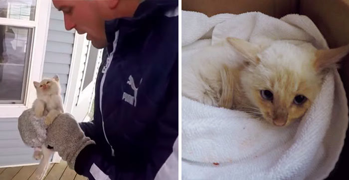 Una familia «resucita» a un gatito congelado que encontraron bajo la nieve