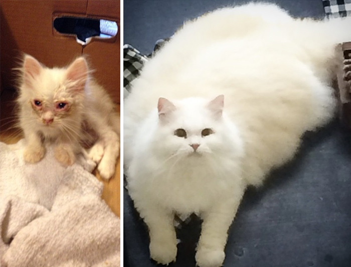 gatito-suave-encontrado-lado-de-una-carretera (1)
