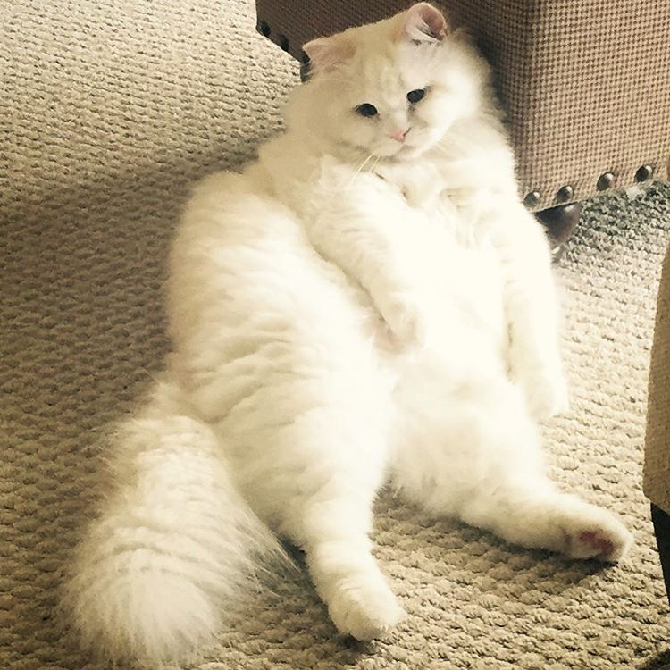gatito-suave-encontrado-lado-de-una-carretera (2)