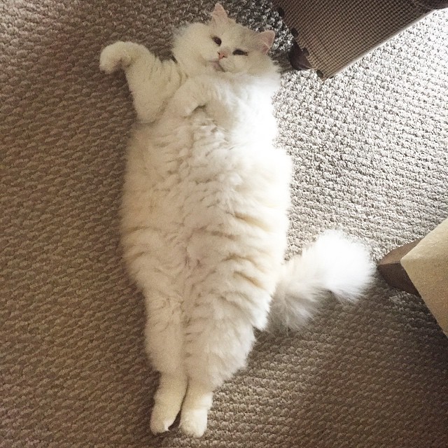 gatito-suave-encontrado-lado-de-una-carretera (3)
