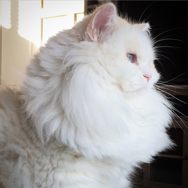 gatito-suave-encontrado-lado-de-una-carretera (7)
