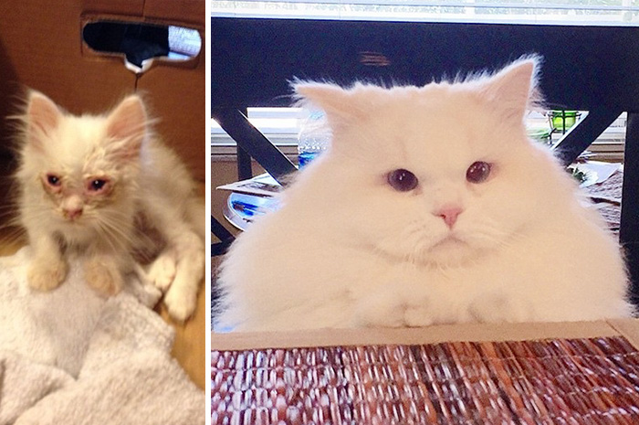 Este gatito encontrado en una cuneta sorprende a su familia humana tras su transformación