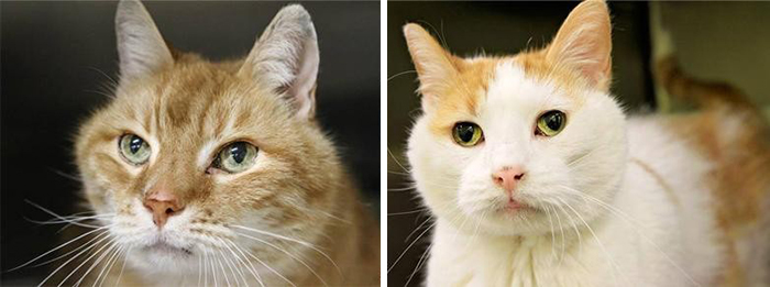 gatos-ancianos-max-mojo-adoptados-maryland (2)