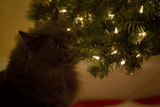 gatos-decorando-destruyendo-arbol-navidad (1)