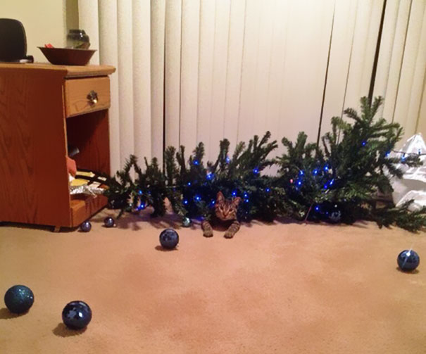gatos-decorando-destruyendo-arbol-navidad (10)