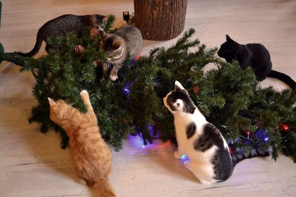 gatos-decorando-destruyendo-arbol-navidad (12)