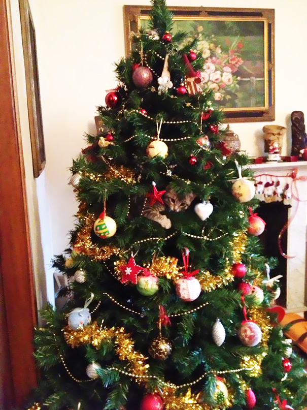 gatos-decorando-destruyendo-arbol-navidad (14)