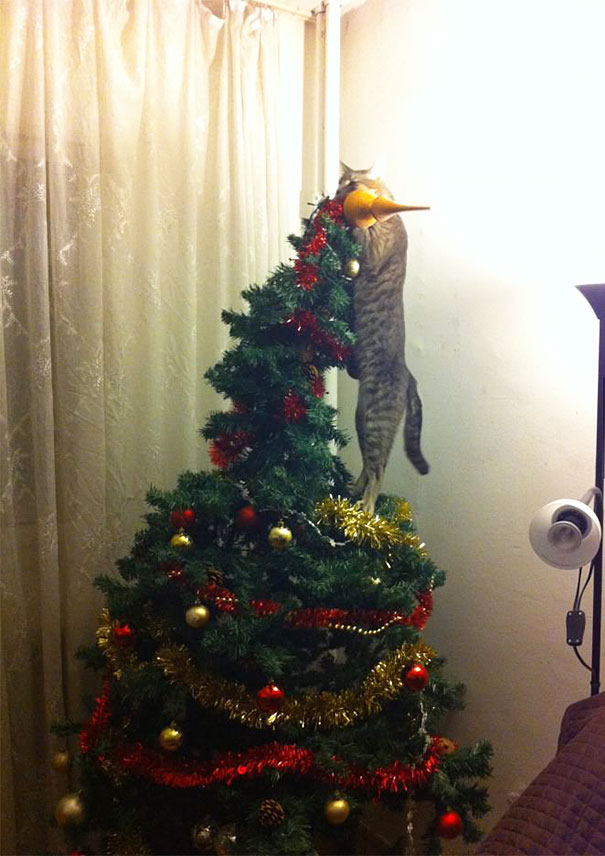 gatos-decorando-destruyendo-arbol-navidad (2)