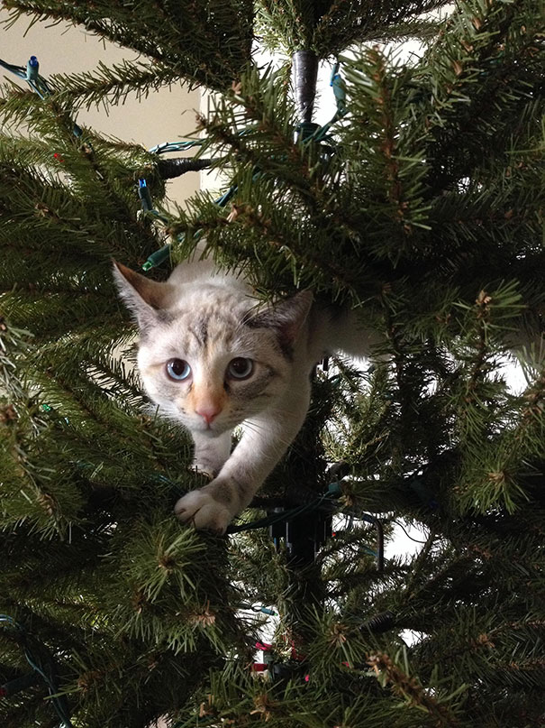 gatos-decorando-destruyendo-arbol-navidad (4)