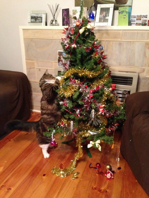 gatos-decorando-destruyendo-arbol-navidad (5)