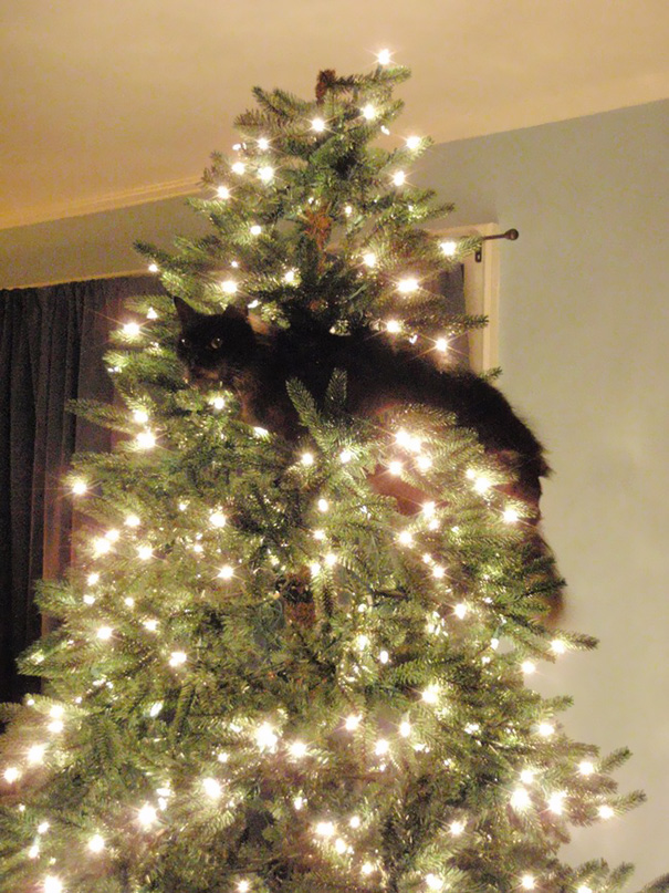 gatos-decorando-destruyendo-arbol-navidad (6)