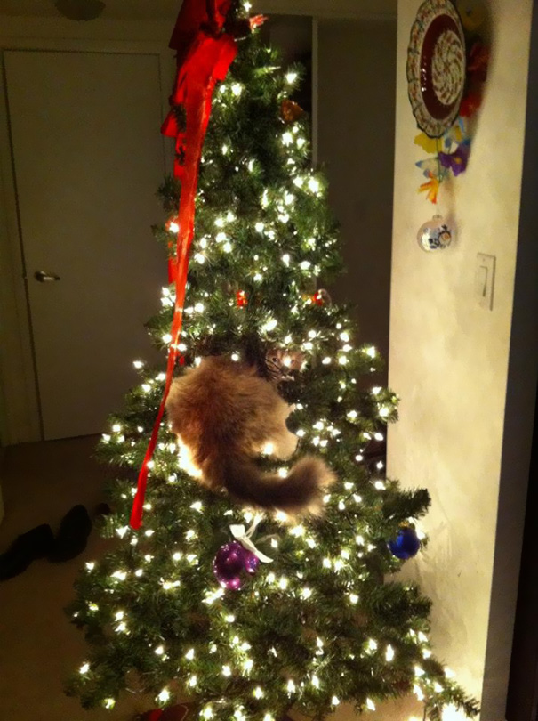 gatos-decorando-destruyendo-arbol-navidad (7)