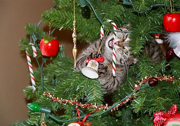 gatos-decorando-destruyendo-arbol-navidad (8)