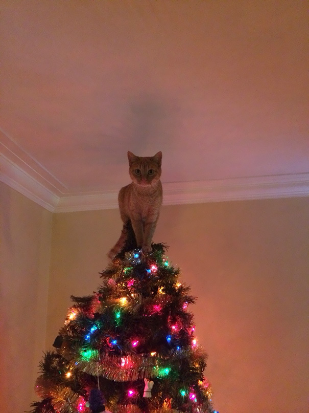 gatos-decorando-destruyendo-arbol-navidad (9)